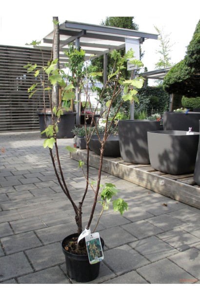 Саженец смородины белой Уайт Холландер в контейнере 5 л.